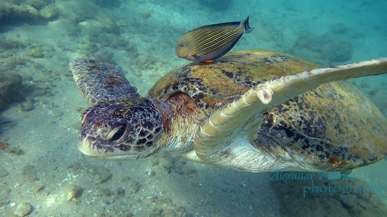 Hotel Dolphin Hikkaduwa Eksteriør bilde
