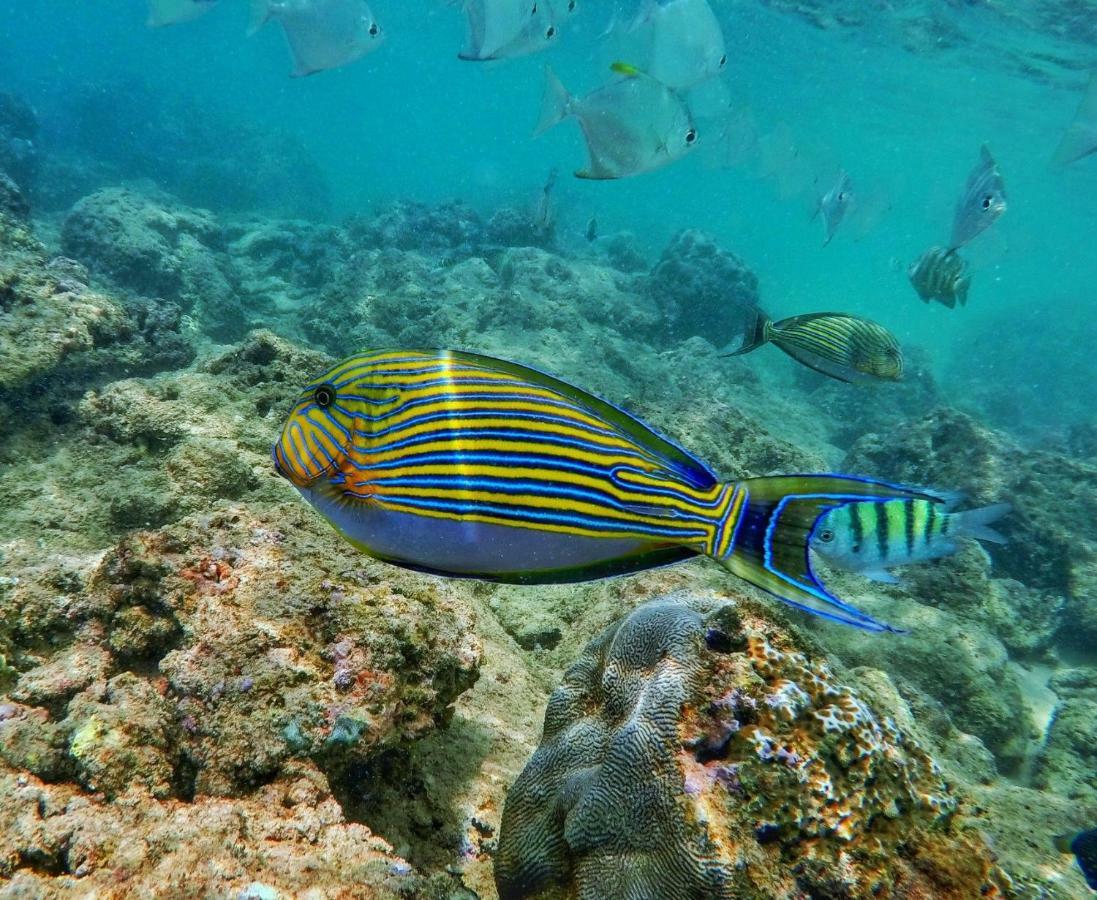 Hotel Dolphin Hikkaduwa Eksteriør bilde